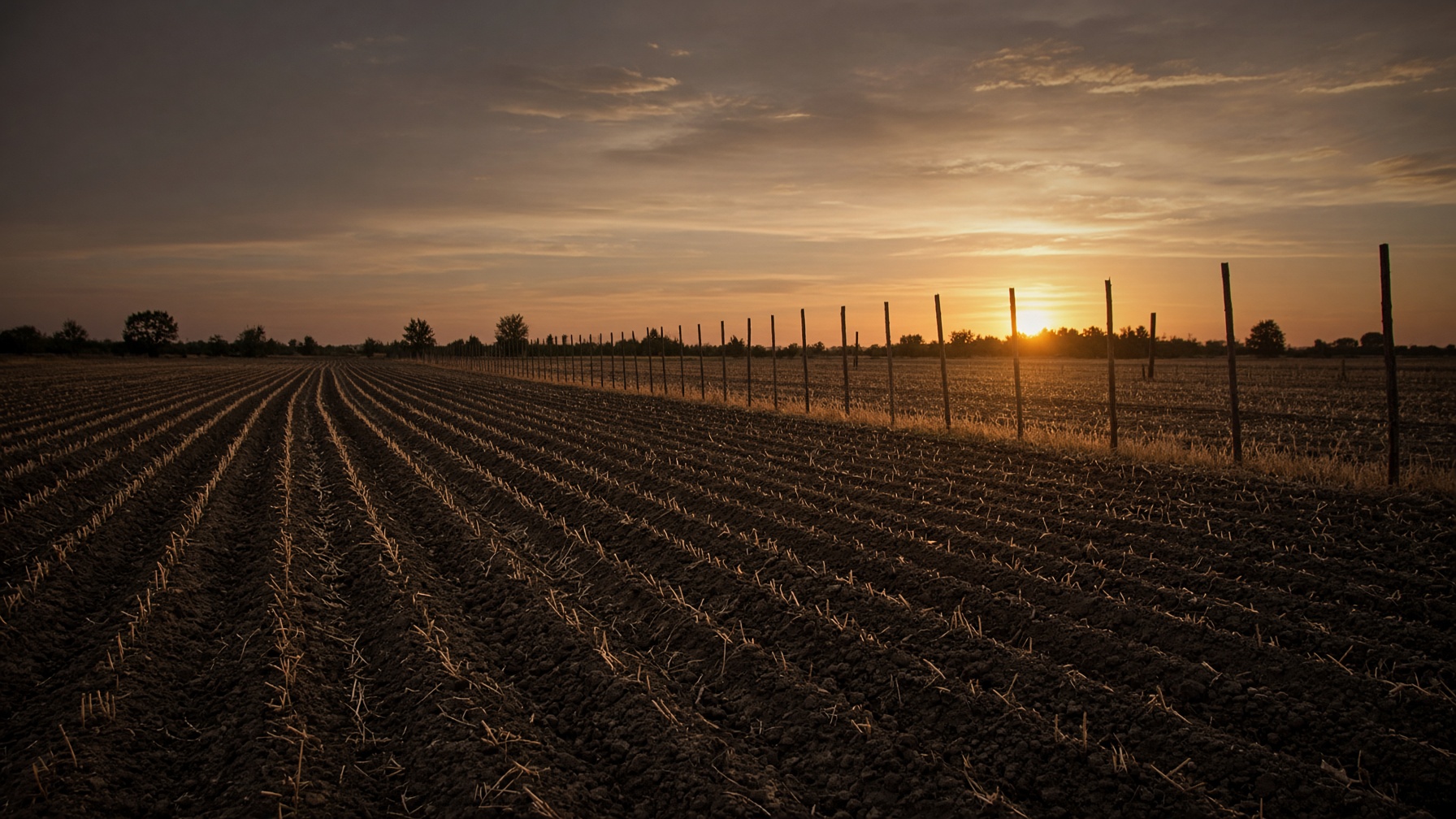 The earlier still of The Field That Counts.